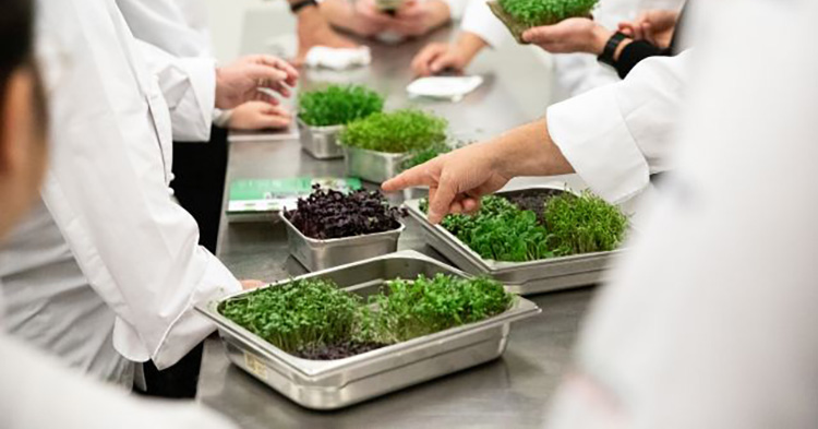 Sollen Speisen verfeinern und Großküchen nachhaltiger gestalten: Mircrogreens aus den Indoor-Farming-Infrastruktursysteme von Rieber und Farm-Up. Foto: Rieber